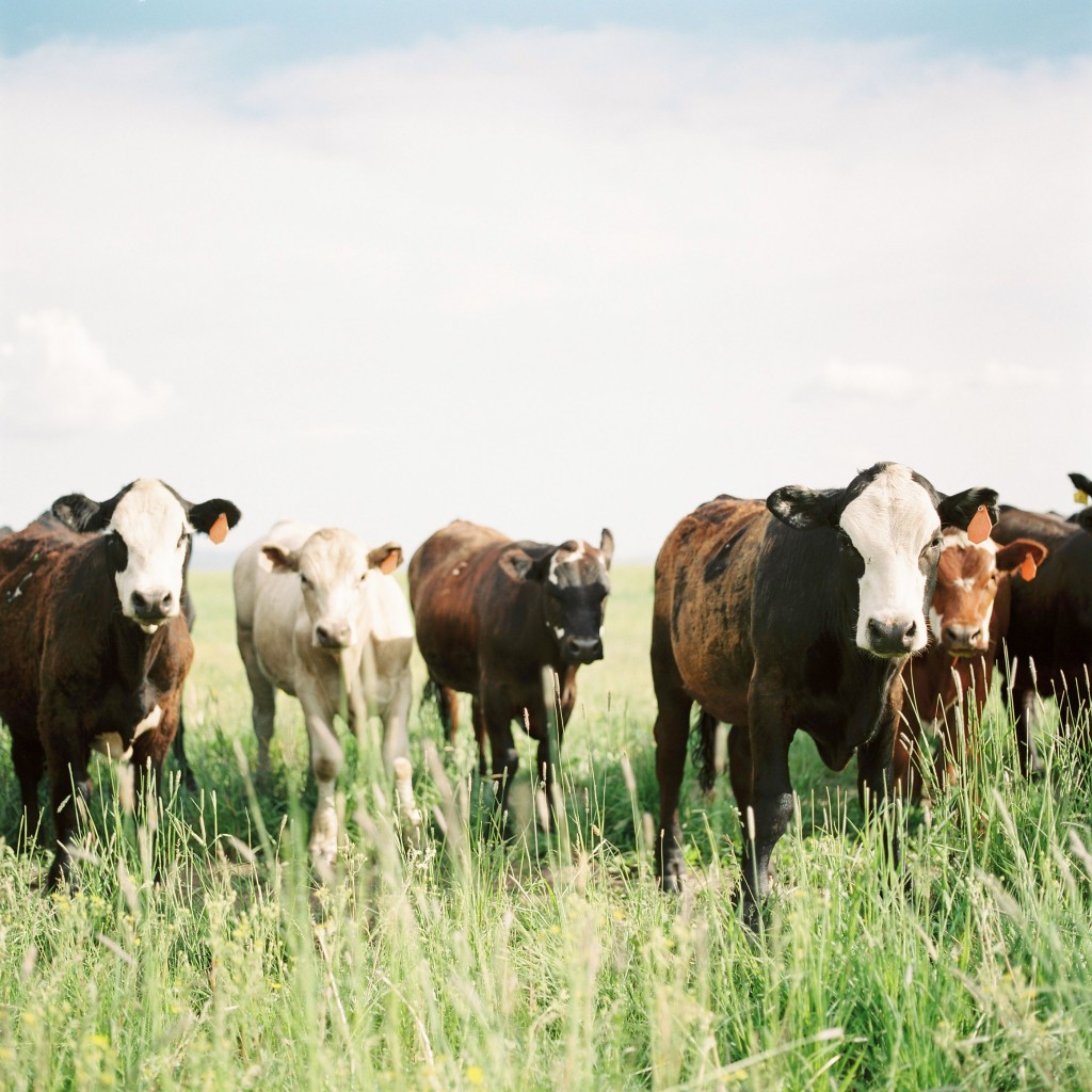 nicholas-lau-meghan-page-hasselblad-503cw-rustic-cows-meat-grass-country-boise-idaho-fuji-film-400h-uk-film-lab-photography