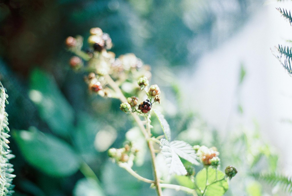 nicholas-lau-photo-photography-scotland-isle-of-skye-wanderlust-film-carmencita-lab-fine-art-black-berries-blackberries