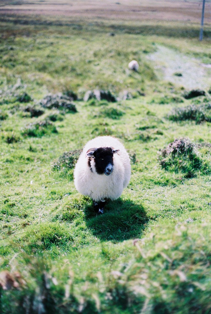 nicholas-lau-photo-photography-scotland-isle-of-skye-wanderlust-film-carmencita-lab-fine-art-black-face-sheep