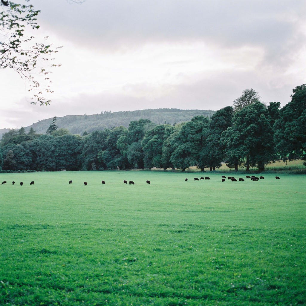 nicholas-lau-photo-photography-scotland-isle-of-skye-wanderlust-film-carmencita-lab-fine-art-black-sheep-meadow