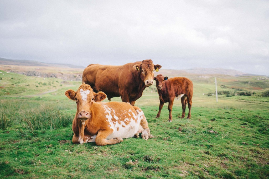 nicholas-lau-photo-photography-scotland-isle-of-skye-wanderlust-film-carmencita-lab-fine-art-cow-family-calf-bull-portrait