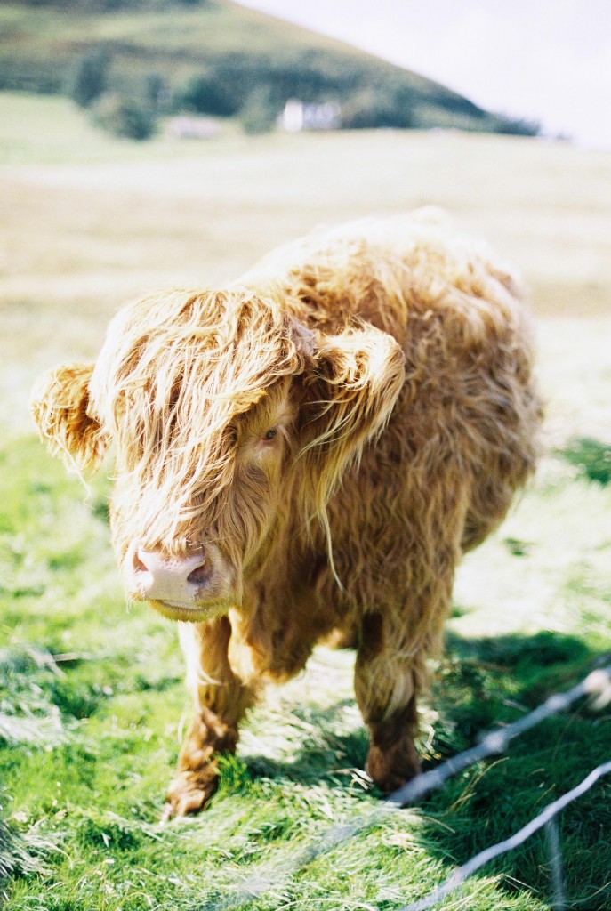 nicholas-lau-photo-photography-scotland-isle-of-skye-wanderlust-film-carmencita-lab-fine-art-highland-cow-hair