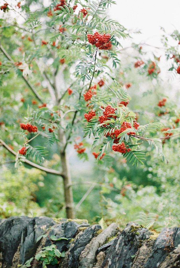 nicholas-lau-photo-photography-scotland-isle-of-skye-wanderlust-film-carmencita-lab-fine-art-red-berries-tree-1