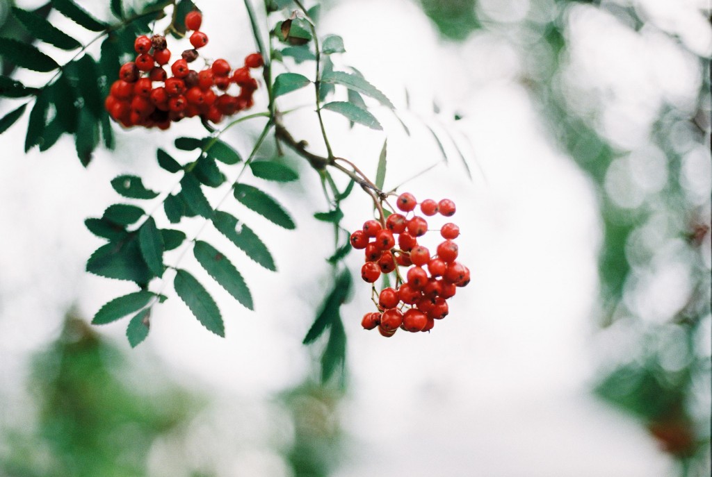 nicholas-lau-photo-photography-scotland-isle-of-skye-wanderlust-film-carmencita-lab-fine-art-red-berries-tree