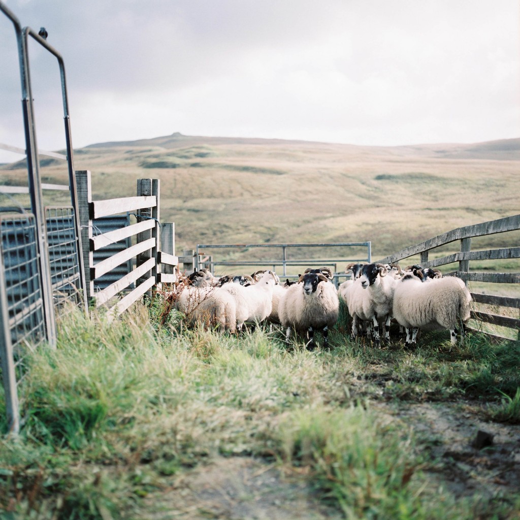 nicholas-lau-photo-photography-scotland-isle-of-skye-wanderlust-film-carmencita-lab-fine-art-sheep-round-up-herded
