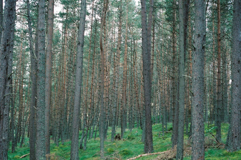 nicholas-lau-photo-photography-scotland-isle-of-skye-wanderlust-film-carmencita-lab-fine-art-trees-moss-woods
