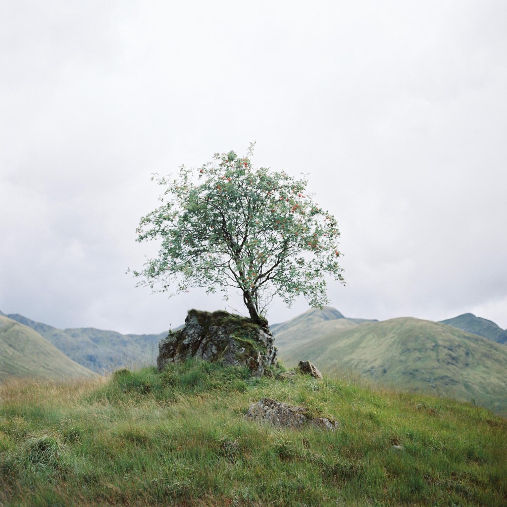 nicholas-lau-photo-photography-scotland-isle-of-skye-wanderlust-film-carmencita-lab-fine-art-valley-rain-berry-tree-growing-on-rock