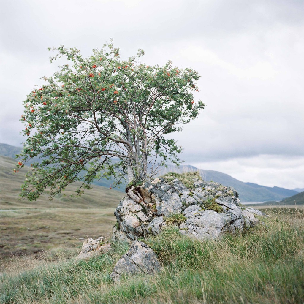 nicholas-lau-photo-photography-scotland-isle-of-skye-wanderlust-film-carmencita-lab-fine-art-valley-rain-tree-growing-on-rock
